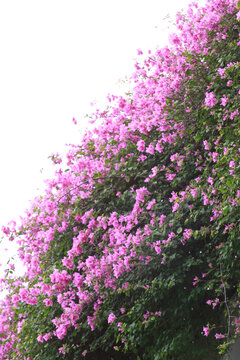 勒杜鹃花