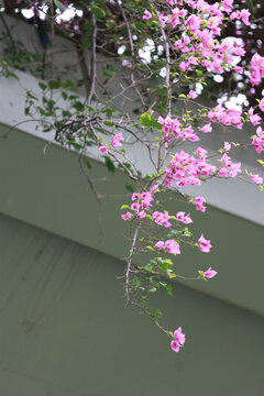 勒杜鹃花
