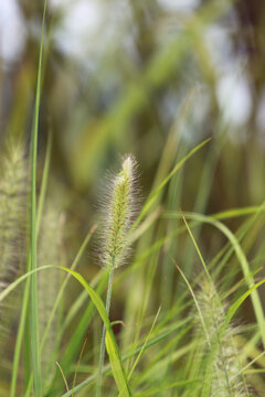 狗尾巴草