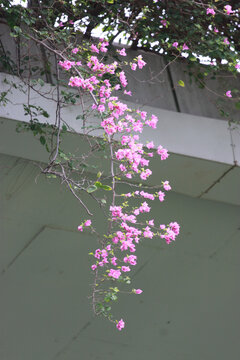 勒杜鹃花