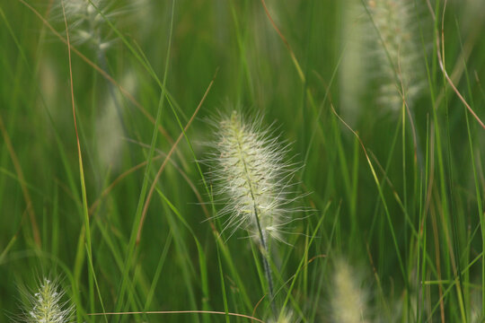狗尾巴草