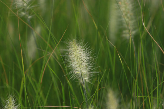狗尾巴草