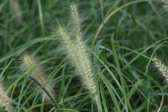 狗尾巴草