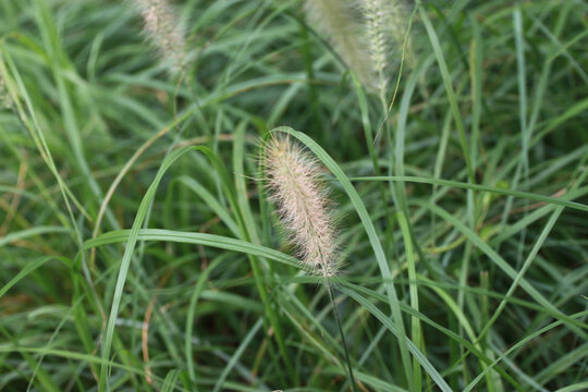 狗尾巴草