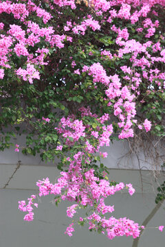 勒杜鹃花