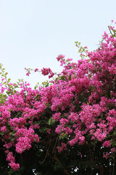 勒杜鹃花