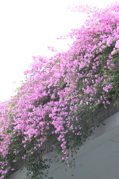 勒杜鹃花