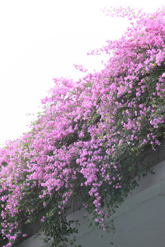 勒杜鹃花