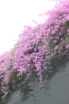 勒杜鹃花
