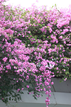勒杜鹃花