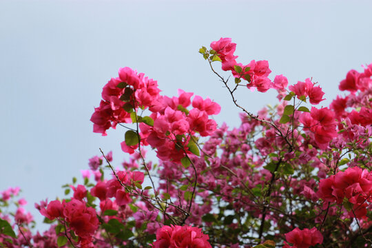 勒杜鹃花