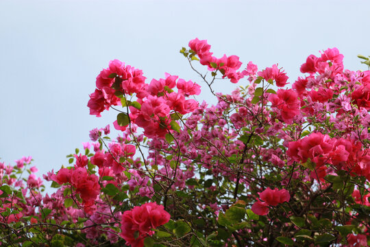 勒杜鹃花