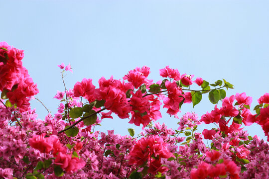 勒杜鹃花