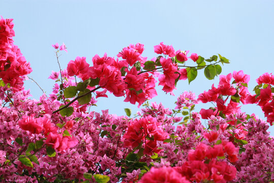 勒杜鹃花