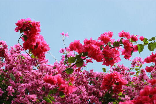 勒杜鹃花