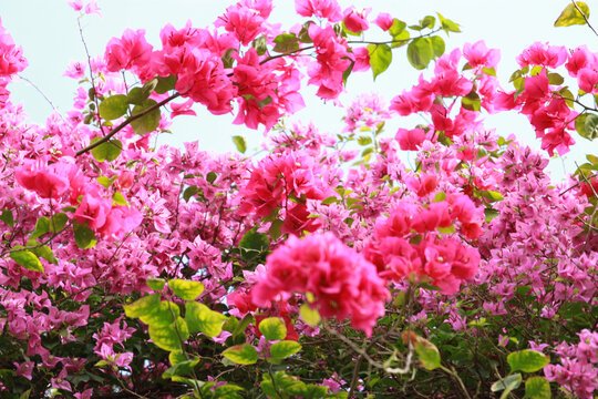 勒杜鹃花