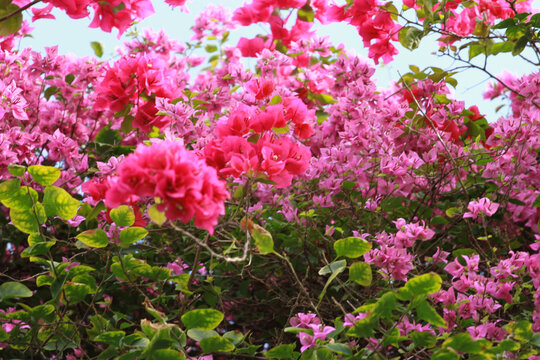 勒杜鹃花