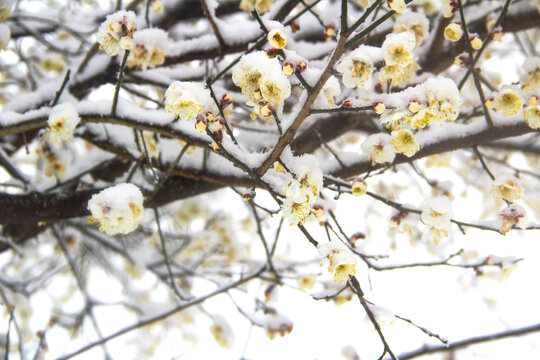 雪花压黄色蜡梅冬景