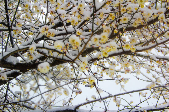 蜡梅迎雪花开