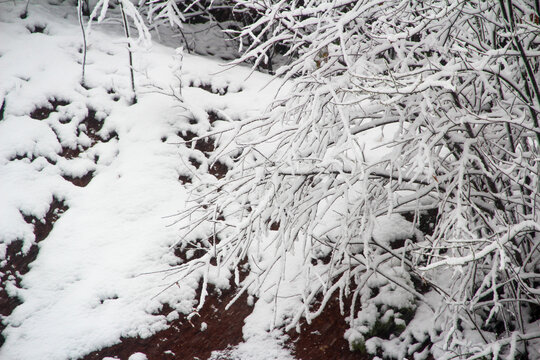 下雪银树