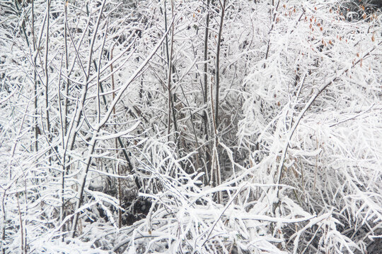 雪景