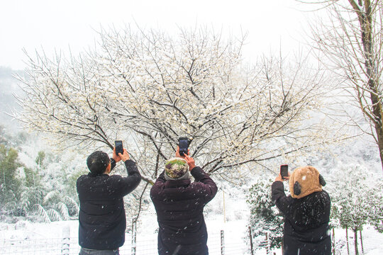 蜡梅雪景迎春