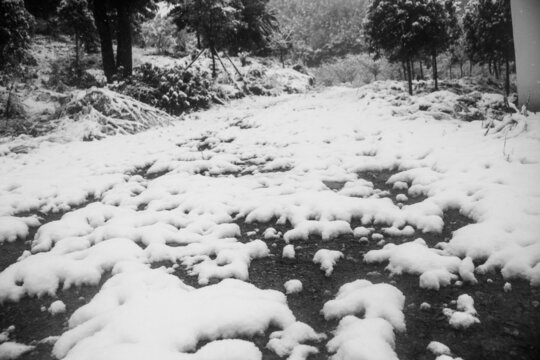冬天雪后树林