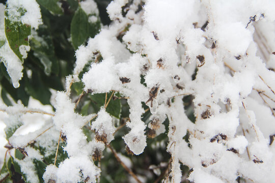 雾凇下雪