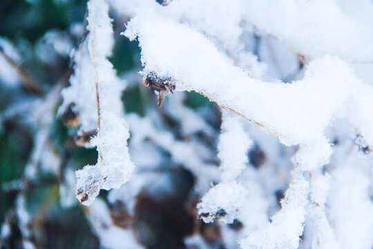 雾凇下雪雪后风光