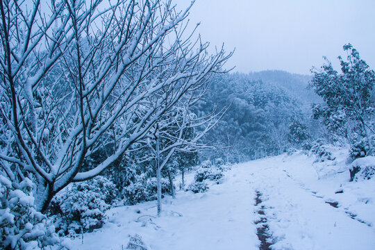 雪后树林