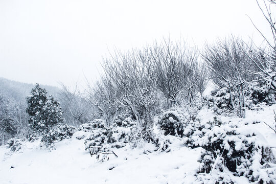雪景