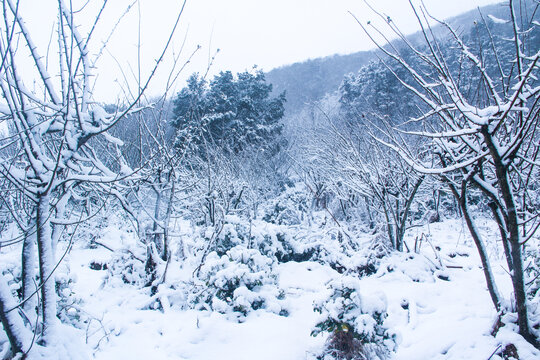 雪树融化