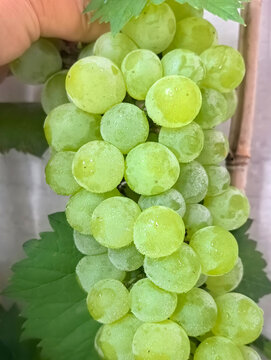 摘鲜美葡萄