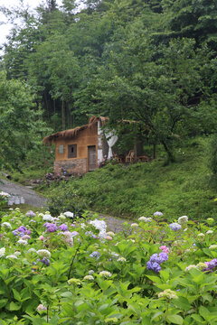 漫山遍野绣球花