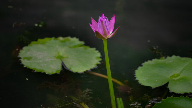 紫色睡莲花