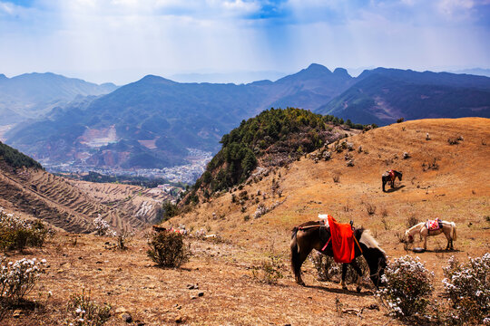 乌蒙山高山草场