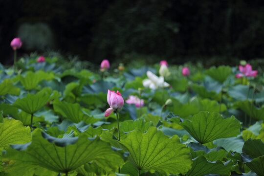 荷花池塘