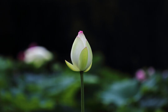 荷花花头花苞