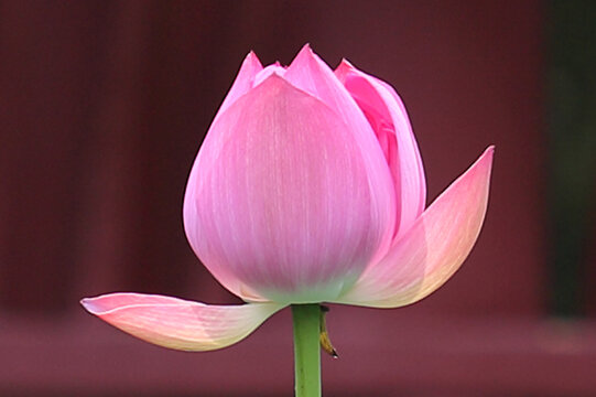 荷花花头