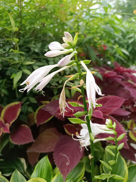 玉簪花