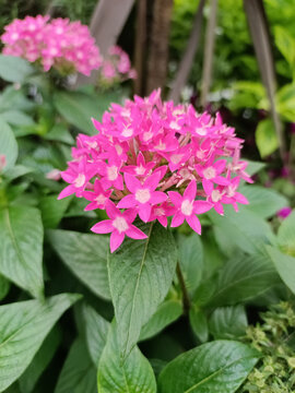繁星花