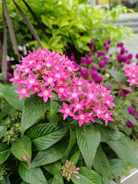 繁星花