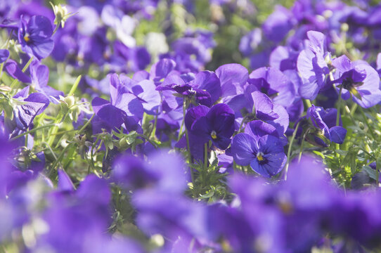三色堇花朵特写
