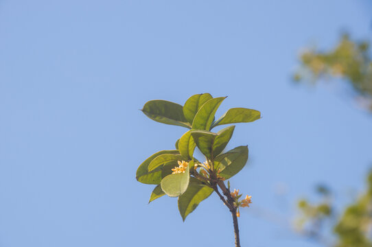 桂花树树枝