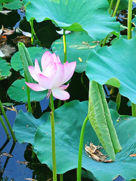 荷花