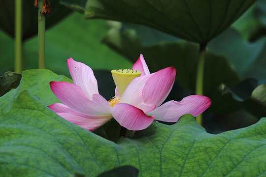 荷花特写