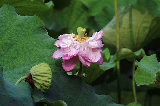 荷花特写