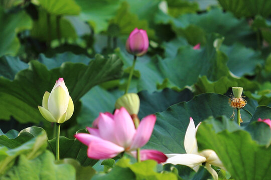 荷花特写