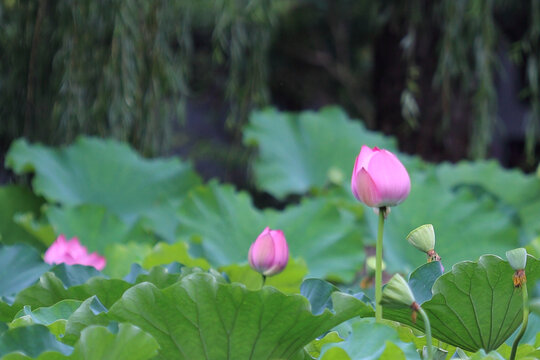 荷花特写