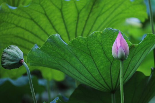 荷花特写
